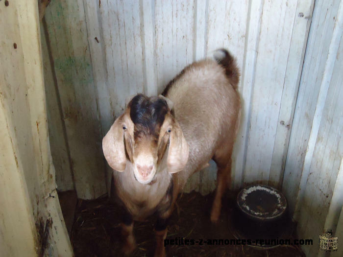 BOUC ROUX