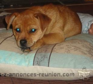 Pension familiale pour chien