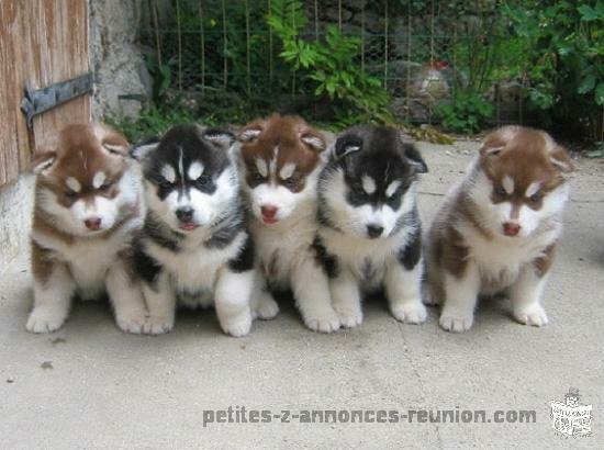 cherche chiots