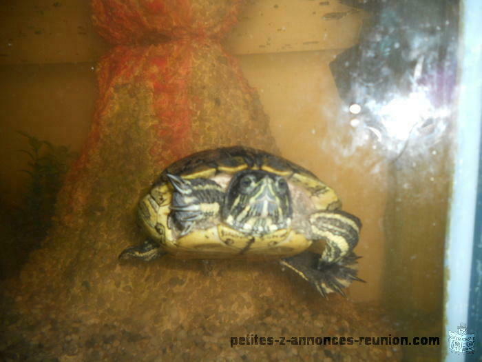 tortue de floride de 15 ans