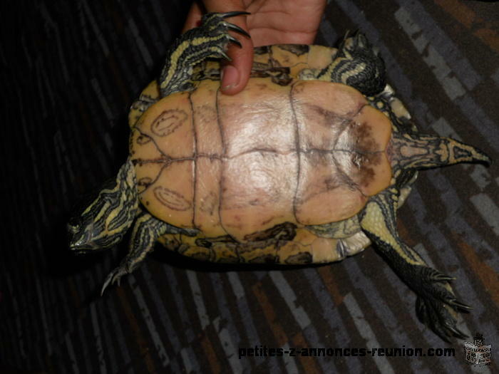 tortue de floride de 15 ans