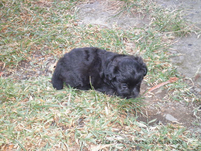 chiots type caniche