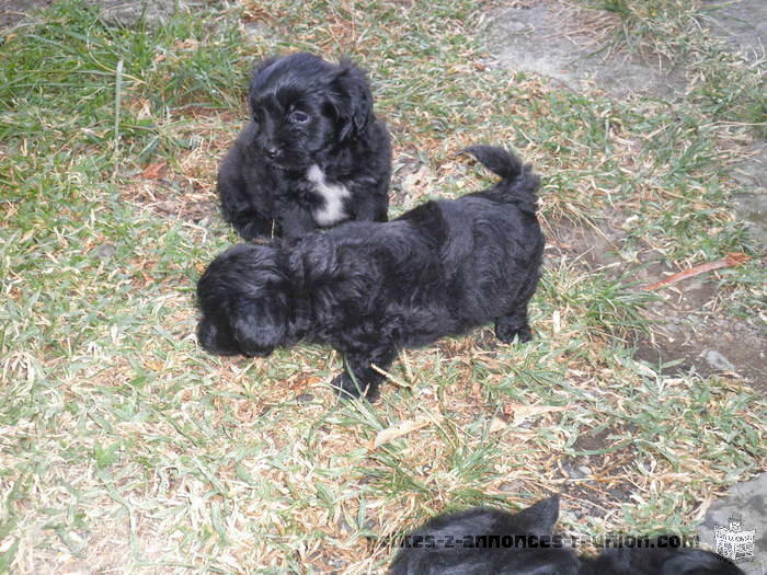 chiots type caniche