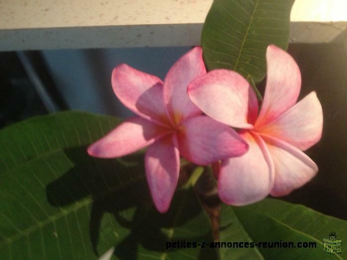 Adenium greffer et frangipanier. Greffer