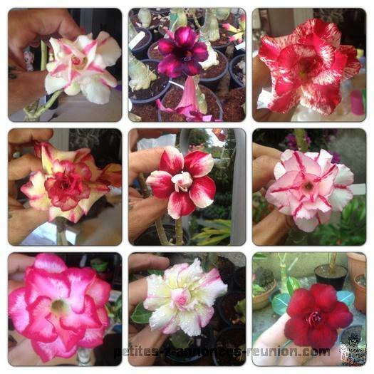 Adenium greffer et frangipanier. Greffer