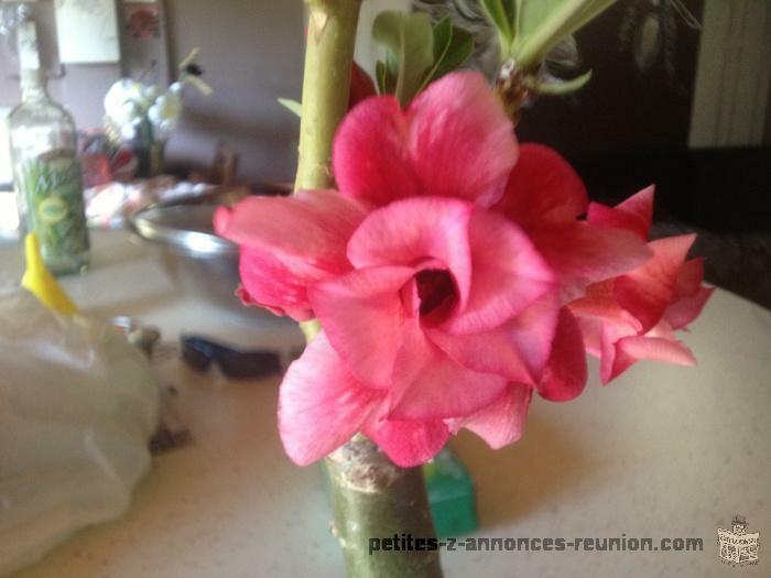 Adenium greffer et frangipanier. Greffer