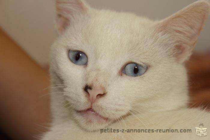 Perdu Chatte Blanche yeux bleus