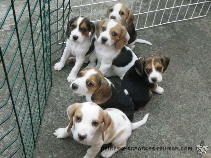 vends CHIOTS TYPE BEAGLE