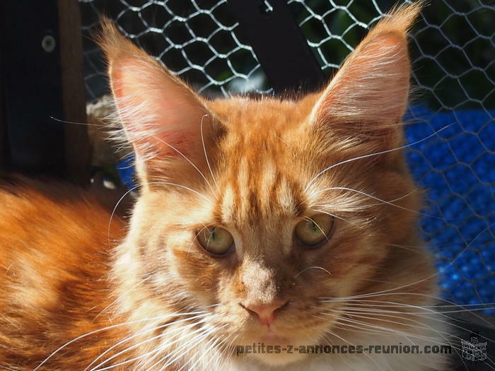 Chatons MAINE COON LOOF