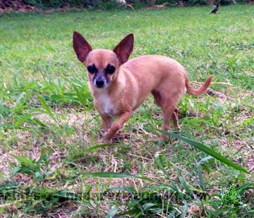 Cherche une petite chihuahua !