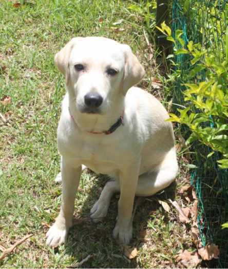 Perdu jeune femelle labrador de couleur crème