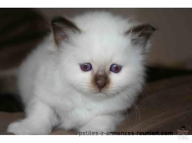 un chaton magnifique sacré de birmanie de 3 mois