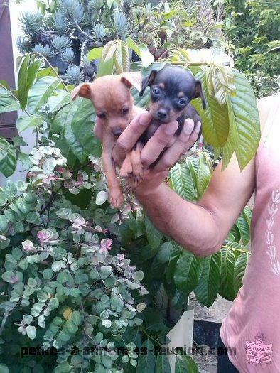 chiot pinscher toy