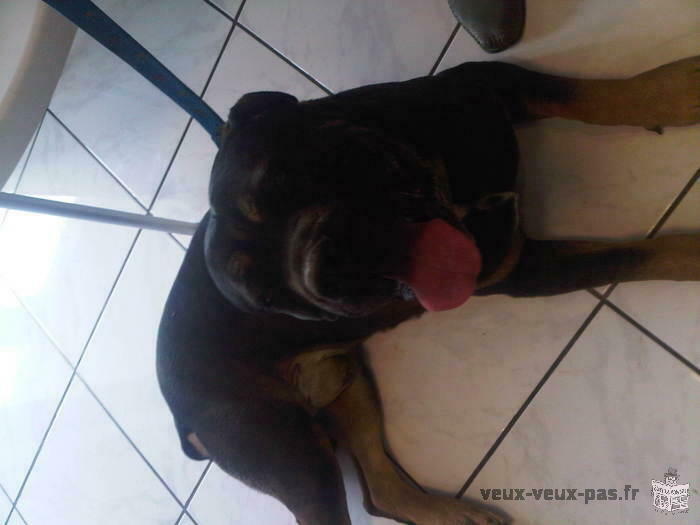 Propose male Cane Corso