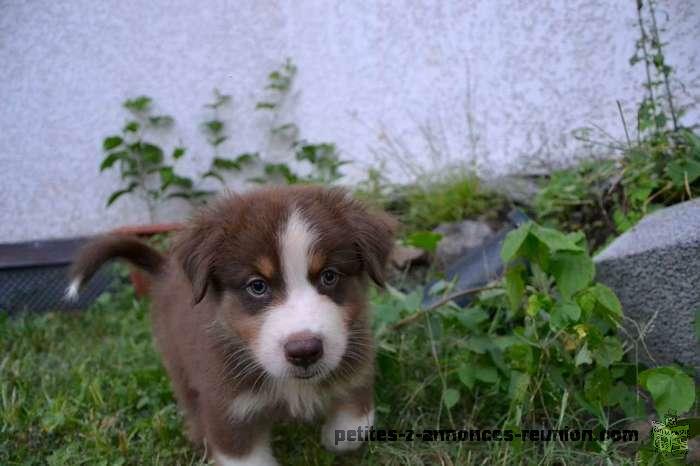 Chiot Berger Australien LOF