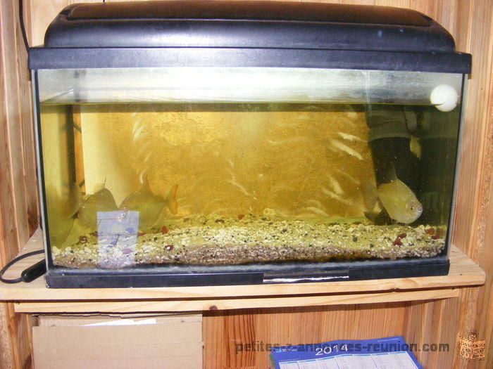 AQUARIUM +3 POISSON+POMPE+GRAVIER+ECLAIRAGE 80 EURO