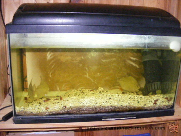 AQUARIUM +3 POISSON+POMPE+GRAVIER+ECLAIRAGE 80 EURO