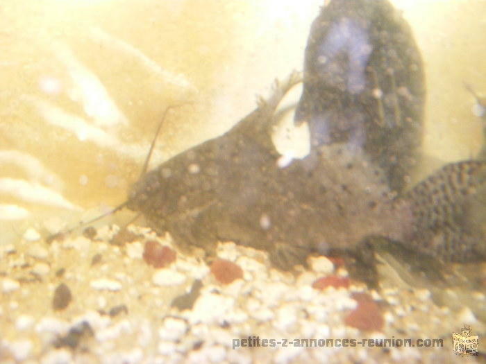 SYNODONTIS POISSON NETTOYEUR MANGEUR ESCORGOT 40 EURO