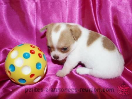 Magnifique Chiot CHIHUAHUA‏