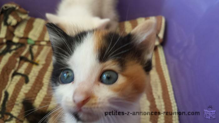 donne adorable chaton 3mois