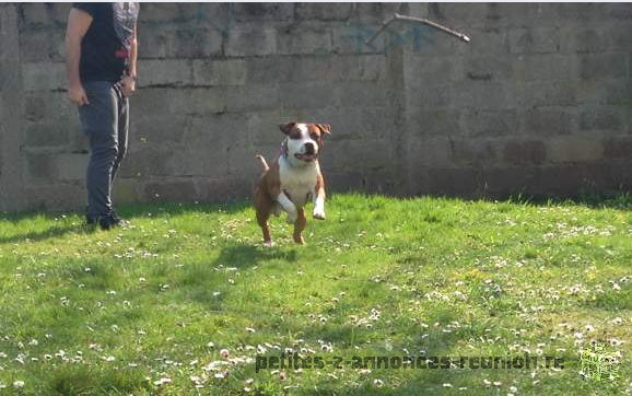 à donner Amstaff mâle pour saillie