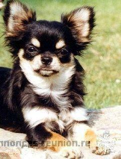 Chiot chihuahua spitz