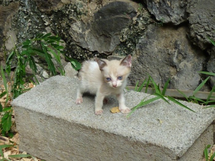 Donne petite chatte beige