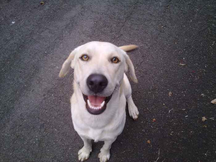 magnifique chien labrador