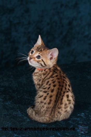 Adorable chaton Bengal mâle