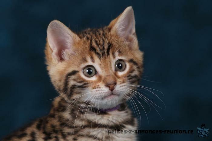 Adorable chaton Bengal mâle