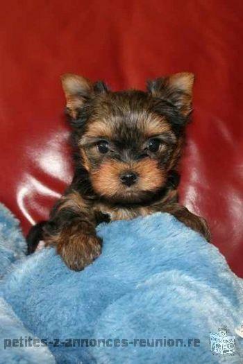 Magnifique Chiot Yorkshire terrier‏