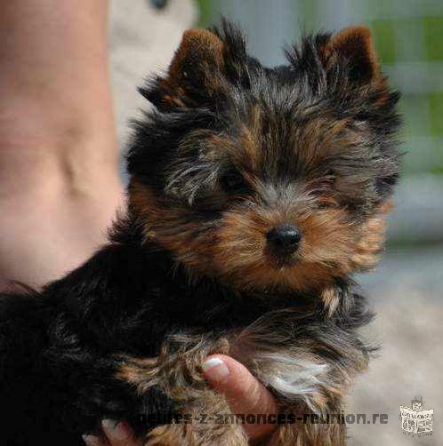 Magnifique Chiot Yorkshire terrier‏