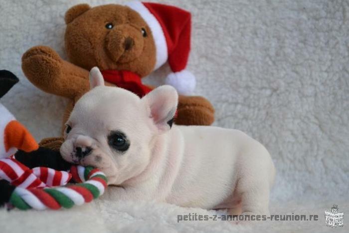 Magnifique Chiot Type Bouledogue Français A donner