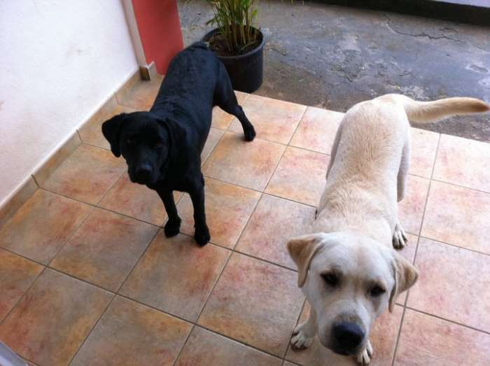 vends chien labrador