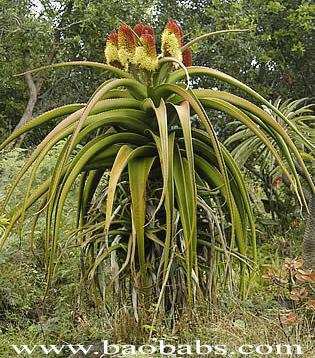 Vends plants d'aloes helenae