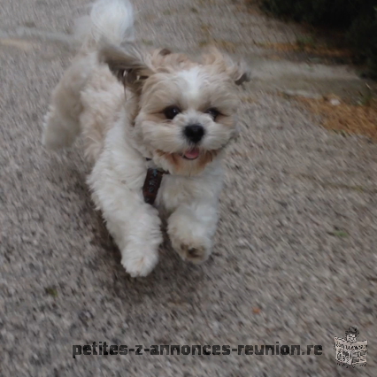 Popose mâle shih tzu pour saillie