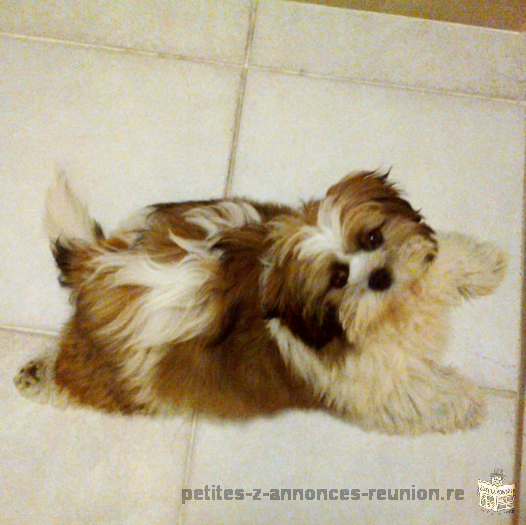 Popose mâle shih tzu pour saillie