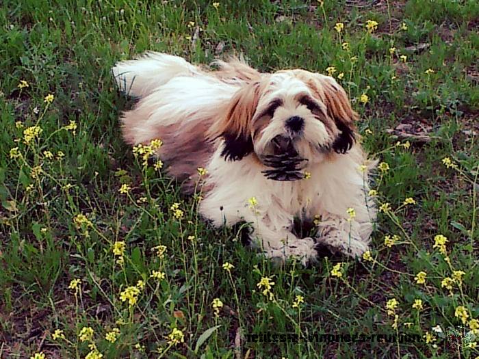 Popose mâle shih tzu pour saillie