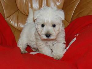 Adorable chiot bichon frisé a adopter