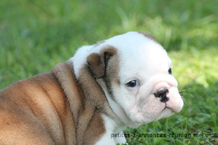 Chiot bulldog Anglais à donner