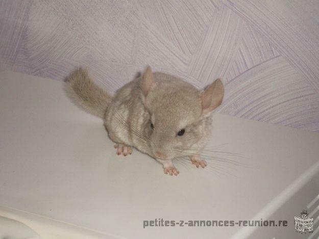 Bébé chinchilla beige hétérozygote