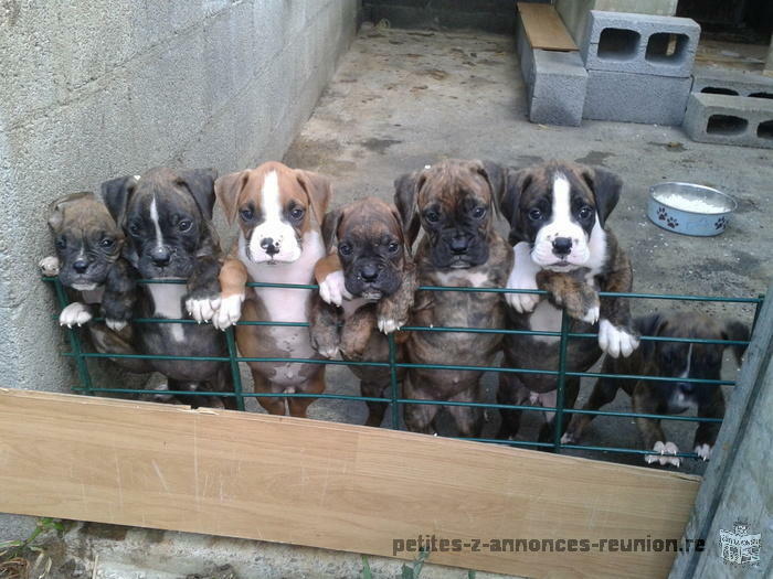 chiots boxer