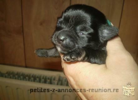 Chiot chihuahua femelle a reserver