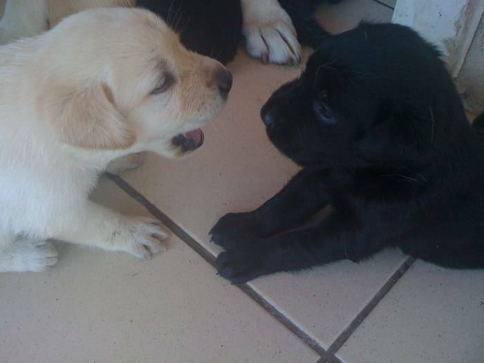 A Réserver Chiots Type Labrador