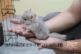 Bébé chinchilla beige hétérozygote