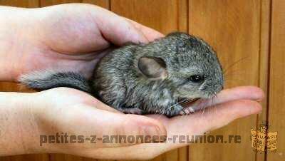 Bébé chinchilla beige hétérozygote