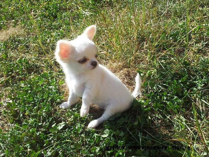 superbe chiot mâle chihuahua a donner