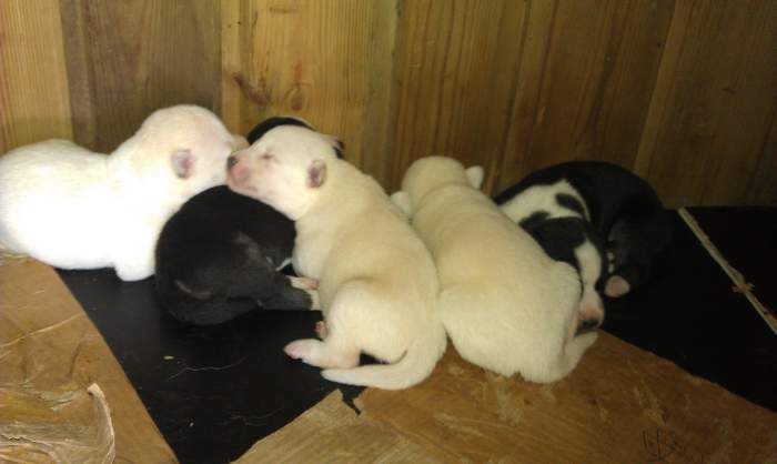 superbe chiots Husky très belle lignée