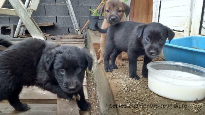 2 chiots (femelle 1 noire et 1 marron)