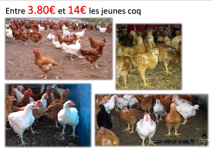 Coq de tout ages de 15 jours a 4 mois